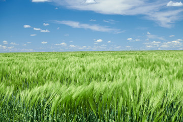 Green wheaten sprouts in the field and cloudy sky. Bright spring landscape.