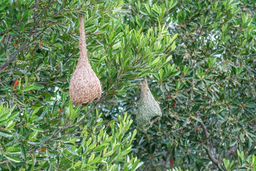 Obraz premium Amazing view of several WEAVER BIRD NEST