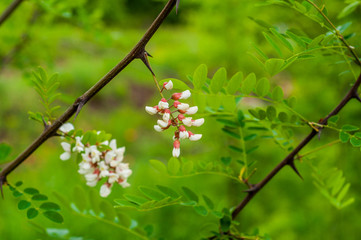 The branches of acacia on the background of green grass and bright foliage