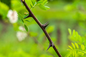 The branches of acacia on the background of green grass and bright foliage