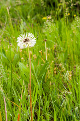 Dandelion on the background of bright, rich green grass and earth