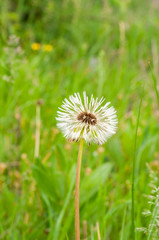 Dandelion on the background of bright, rich green grass and earth