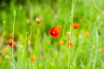 Red poppies on a background of bright green grass and foliage