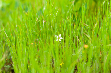 Obraz premium Background of green, fresh, young, field grass with droplets of morning dew