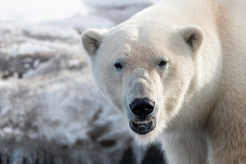 Close up of adult male polar bear, Svalbard.