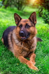 german shepherd dog on green grass.portrait of a black dog. sheepdog.Pet on nature in the forest