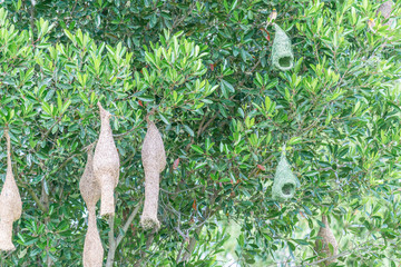 Amazing view of several WEAVER BIRD NEST