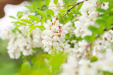 The branches of acacia on the background of dark branches and bright leaves