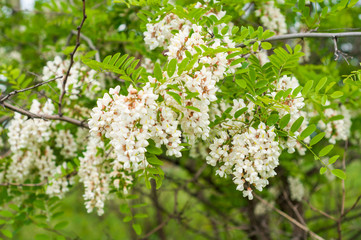 The branches of acacia on the background of dark branches and bright leaves