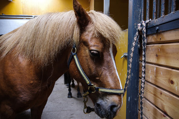 Chestnut horse head portrait in yellow stable
