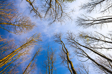 Sky view through the trees of a forest in autumn.