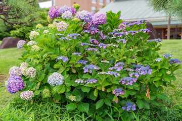 清澄庭園のアジサイ