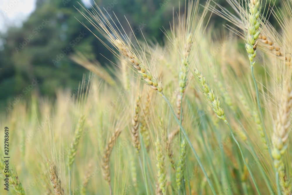 Wall mural barley grain is used for flour