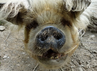 Piggy At Seale Hayne