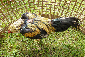 A cockfight or flighting chicken is a blood sport between two cocks, or gamecocks. It is an ancient spectator sport in some countries in Asian or in Americas such as Brazil, Peru. 