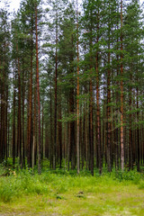 Woods tree trunks timber lumbering