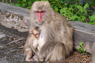 上高地のニホンザル