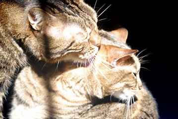 Chats