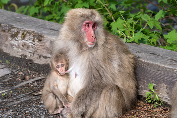 上高地のニホンザル