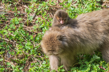 上高地のニホンザル