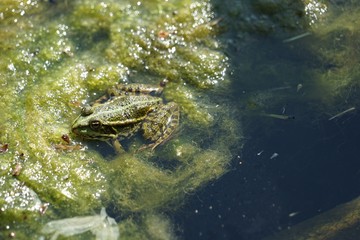 Frosch auf Seegras