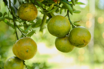 Orange tree in orange farm