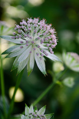 purple flower