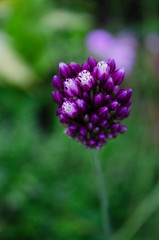 purple flower