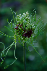 thistle with drops of dew on black background