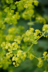 yellow flowers in the garden