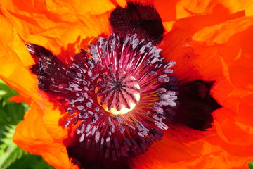 Closeup of Red poppies bloom in the garden on a sunny summer day