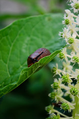 slug on a leaf