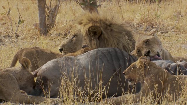 Medium shot of a pride of lions of all ages peacefully sharing a fresh wildebeest kill in Africa