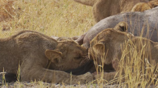 Close-up of lion cubs eating a prey animal in the wild