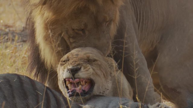 Close-up of a lioness's snarling face during mating