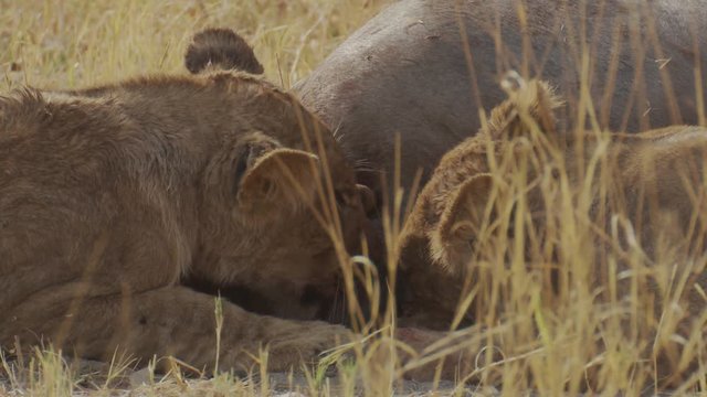 Close-up of lion cubs sharing food as they feast on an animal carcass in Africa
