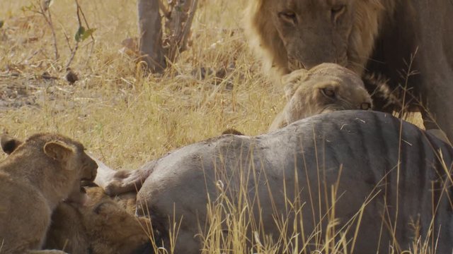 Lion behavior as cubs hiss while eating as the adults mate nearby