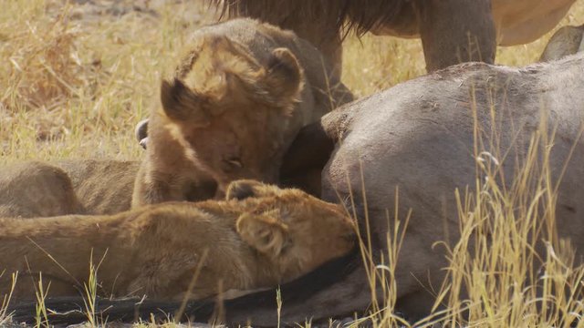 Lion cubs feast under the golden African sun