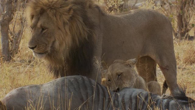 A large male lion stands guard to watch over his family as they feast on a fresh wildebeest kill
