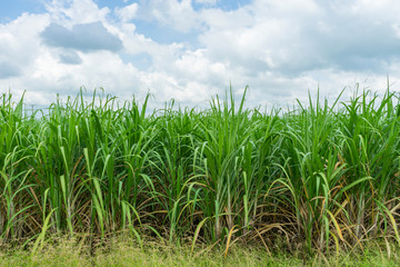 Panoramic view of sugarcane plantation