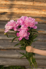 Pink peonies