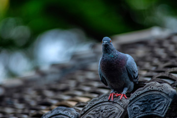 Pigeon on the temple roof, It's looking at the camera.