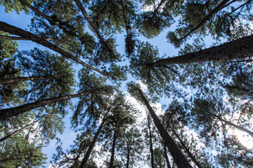 Tall pines in a forest,Looking up, blue sky.