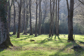 Licht scheint durch Bäume in einem Park