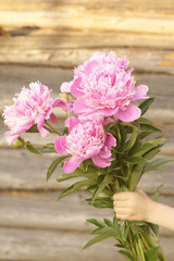 Pink peonies