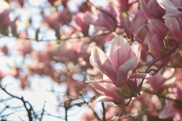Magnolienblüten im Gegenlicht