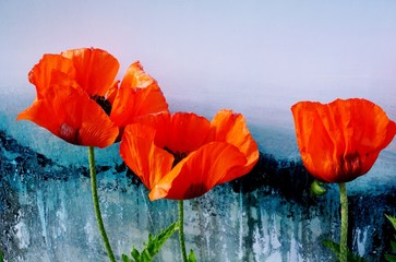Red poppy on a colorful background