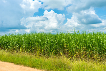 Panoramic view of sugarcane plantation