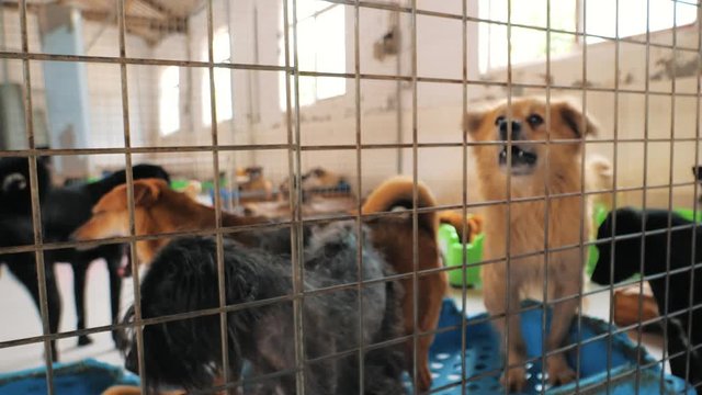 Sad dogs in shelter waiting to be rescued and adopted to new home. Shelter for animals concept