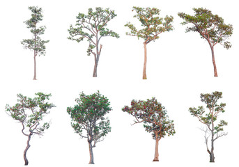tree Isolated on white background , The collection of tree